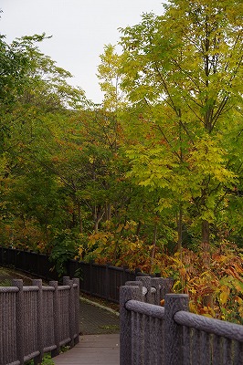 間もなく紅葉満開！キャンプ場のすぐ裏手にある朝里川と川岸の遊歩道の風景です。淡い緑と黄色や赤の風景が広がります。