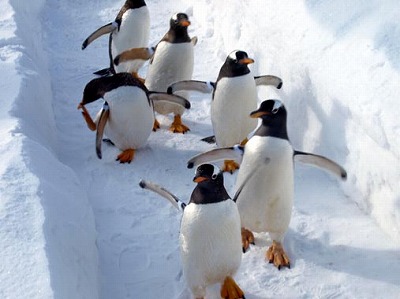 おたる水族館　ペンギン散歩