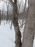 冬　木のサムネール画像